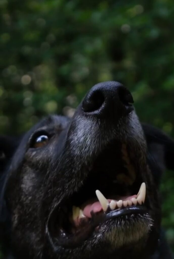 Czarny wesoły pies - Mordel