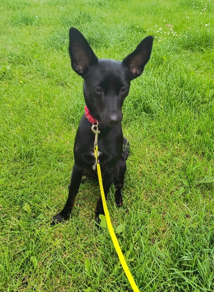 Psijaciel Coco Psi psijaciel Coco siedzący na trawie