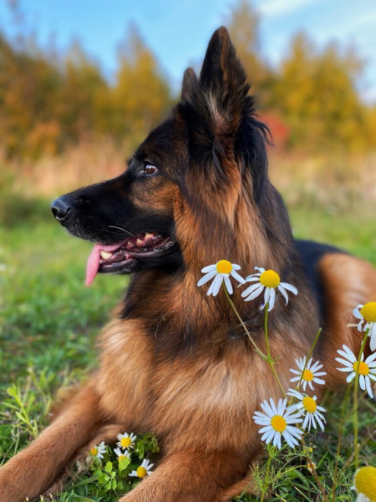 Psijaciel Daisy Psi psijaciel Daisy leżący na łące