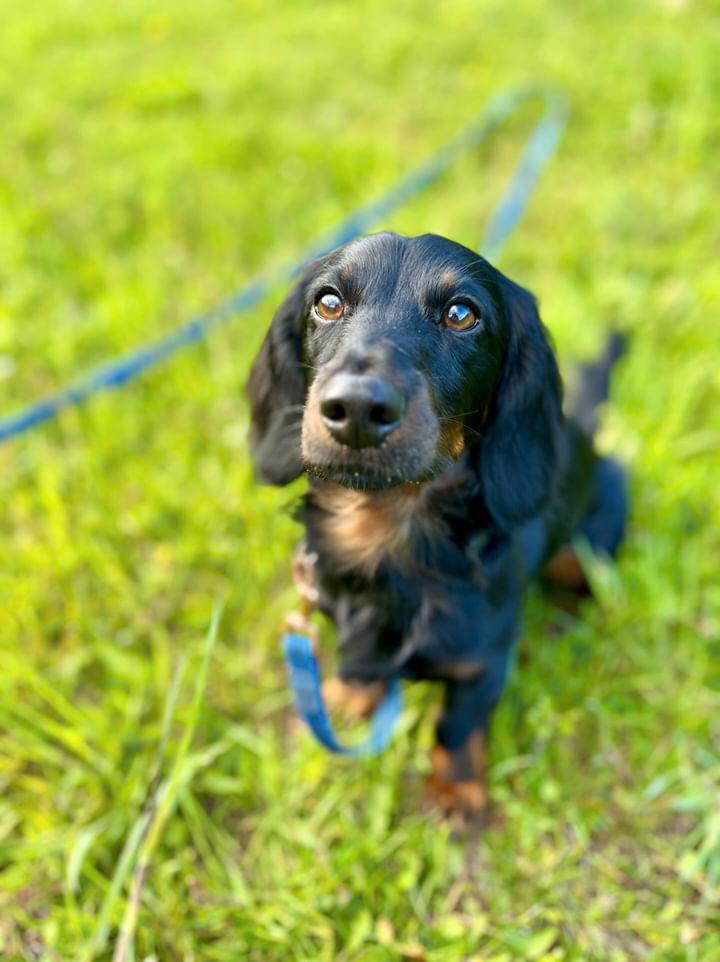 Psijaciel Loki Psi psijaciel loki na smyczy patrzący w komerę