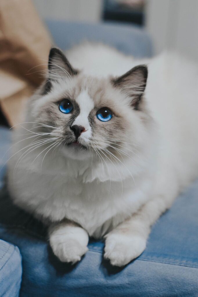 Psijaciel Napoleon Koci psijaciel leżacy na kanapie patrzący w kamerę