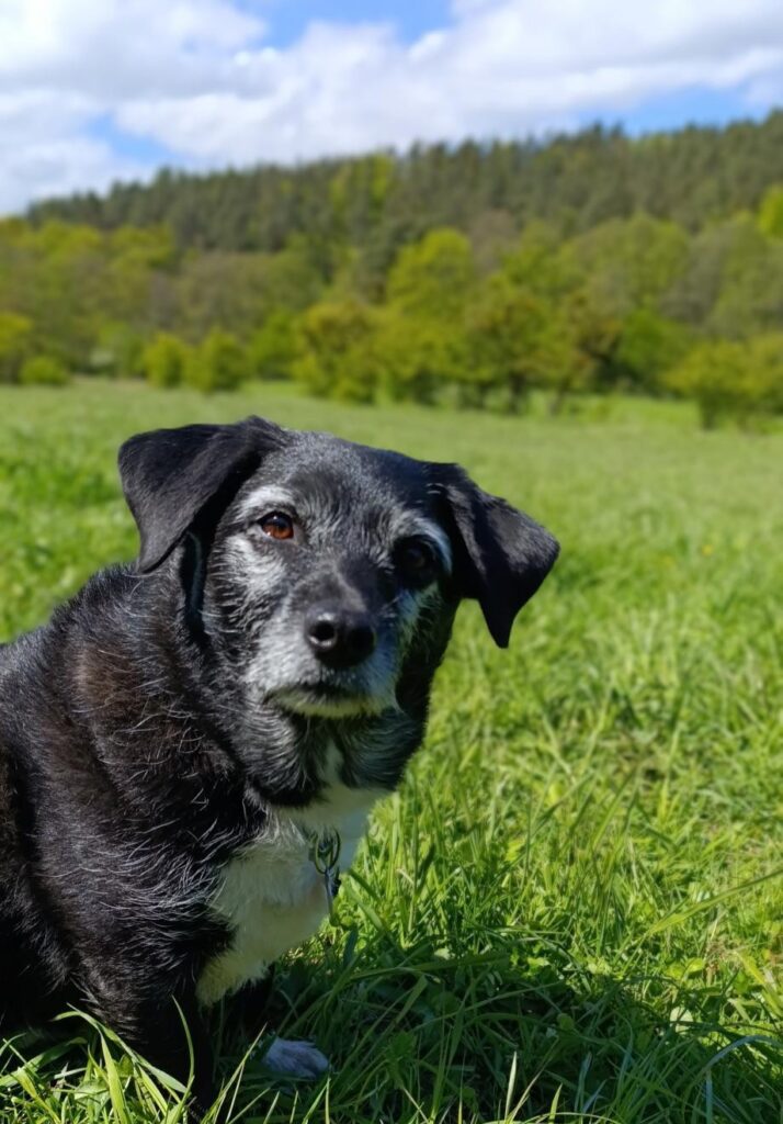 Psijaciel Nero Psi psijaciel Nero na spacerze