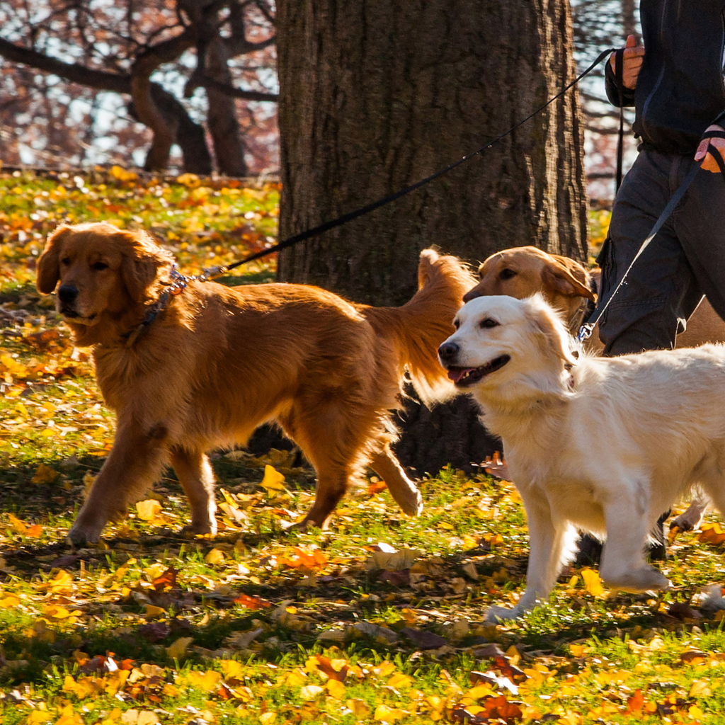 psy na spacerze Psy na spacerze socjalizacyjnym Ogonisko
