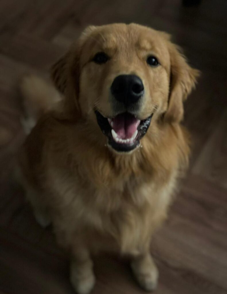 Psijaciel Sali Psi psijaciel Sali patrząca z doły na kamerę